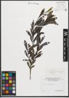 Foto von Salix purpurea L.